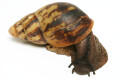 Archachatina marginata ssp. Cameroon 6 adult